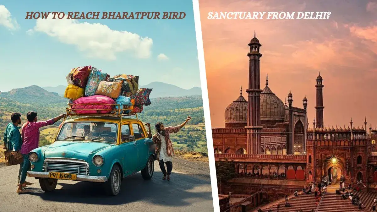 How to Reach Bharatpur Bird Sanctuary from Delhi?