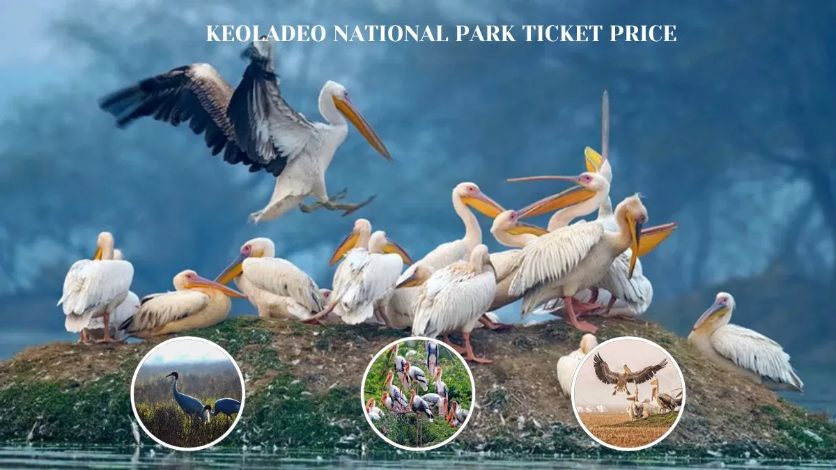 Keoladeo National Park Ticket Price